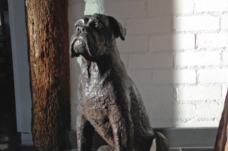 “Boxer”